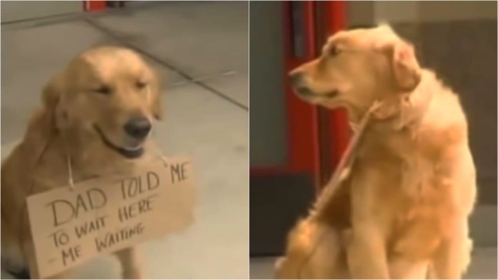 Cachorro golden retriever com placa