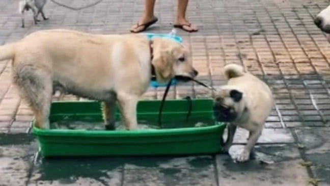 Cachorro puxando pug para piscina