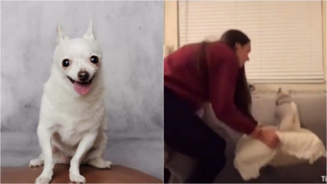 Mulher levantando cachorro em travesseiro