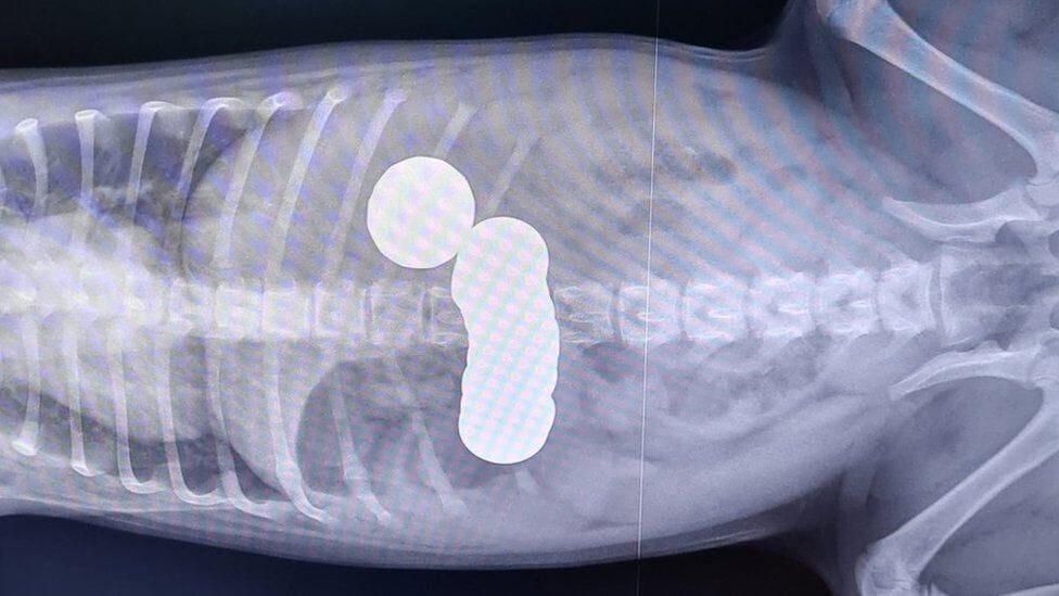 Raio-X de cachorro que comeu moedas