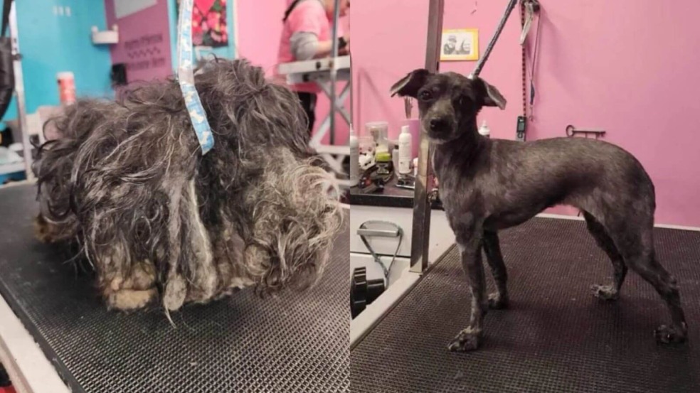 Foto: Reprodução/Facebook/Abrigo animal Wyandotte