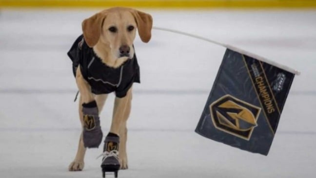 Cachorro patinando no gelo