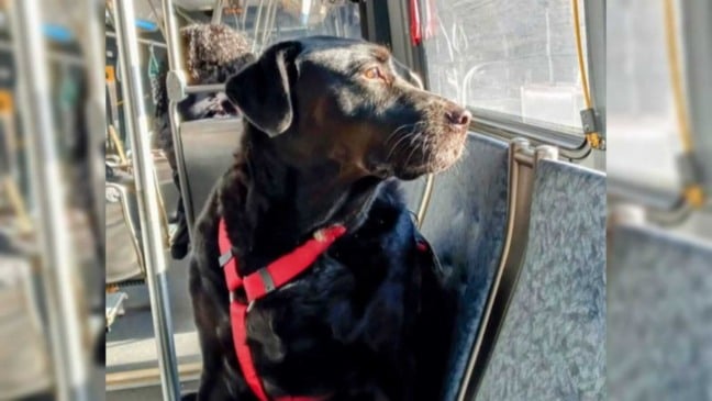 Cachorro em ônibus