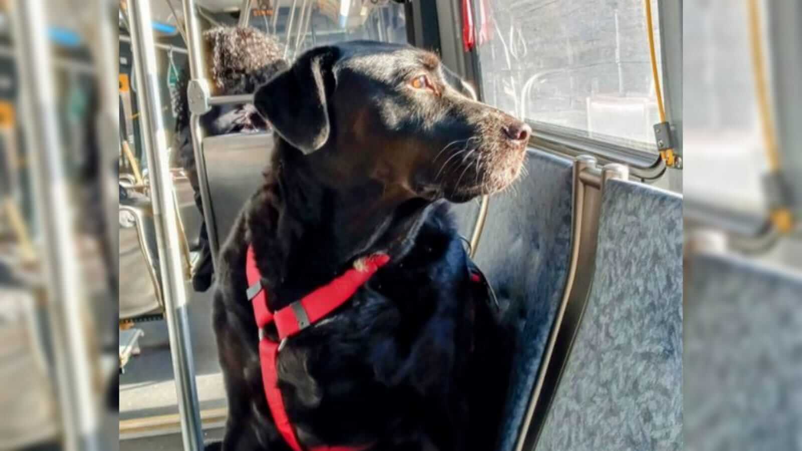 Cachorro em ônibus