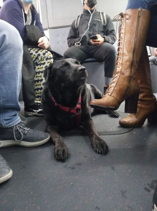 Cachorro em ônibus