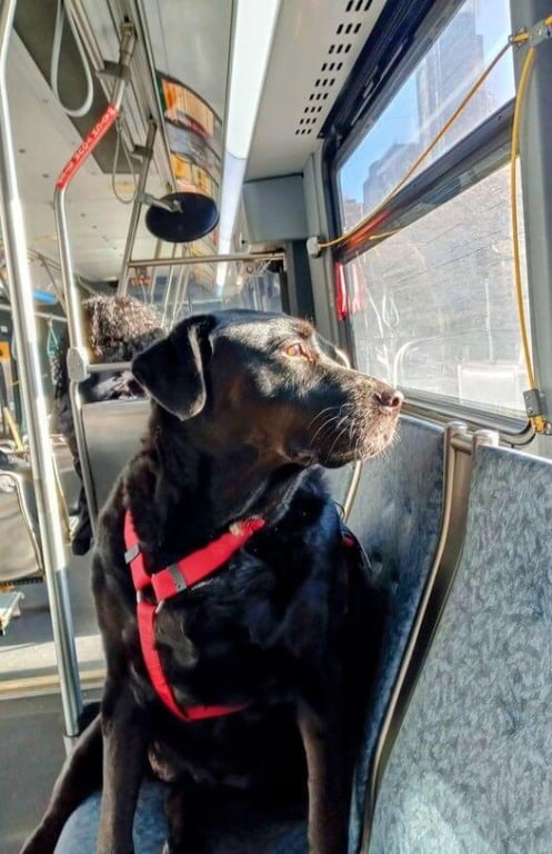 Cachorro em ônibus