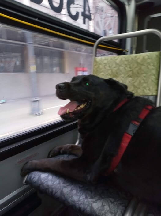 Cachorro em ônibus