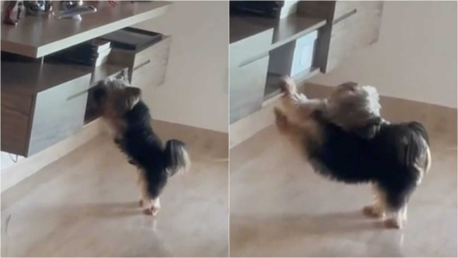 Cachorro yorkshire fingindo estar se alongando