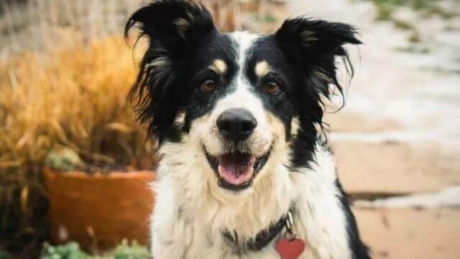 Cachorro Border Collie
