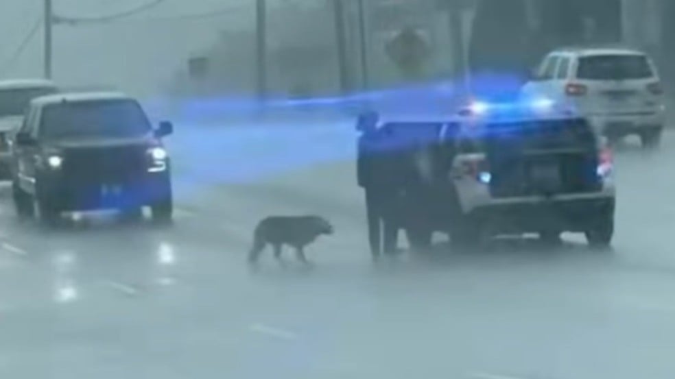 Cachorro perdido em rodovia resgatado por policial