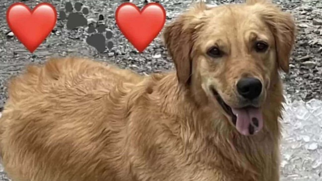 Foto: Facebook/Tucker K-9 Search & Rescue