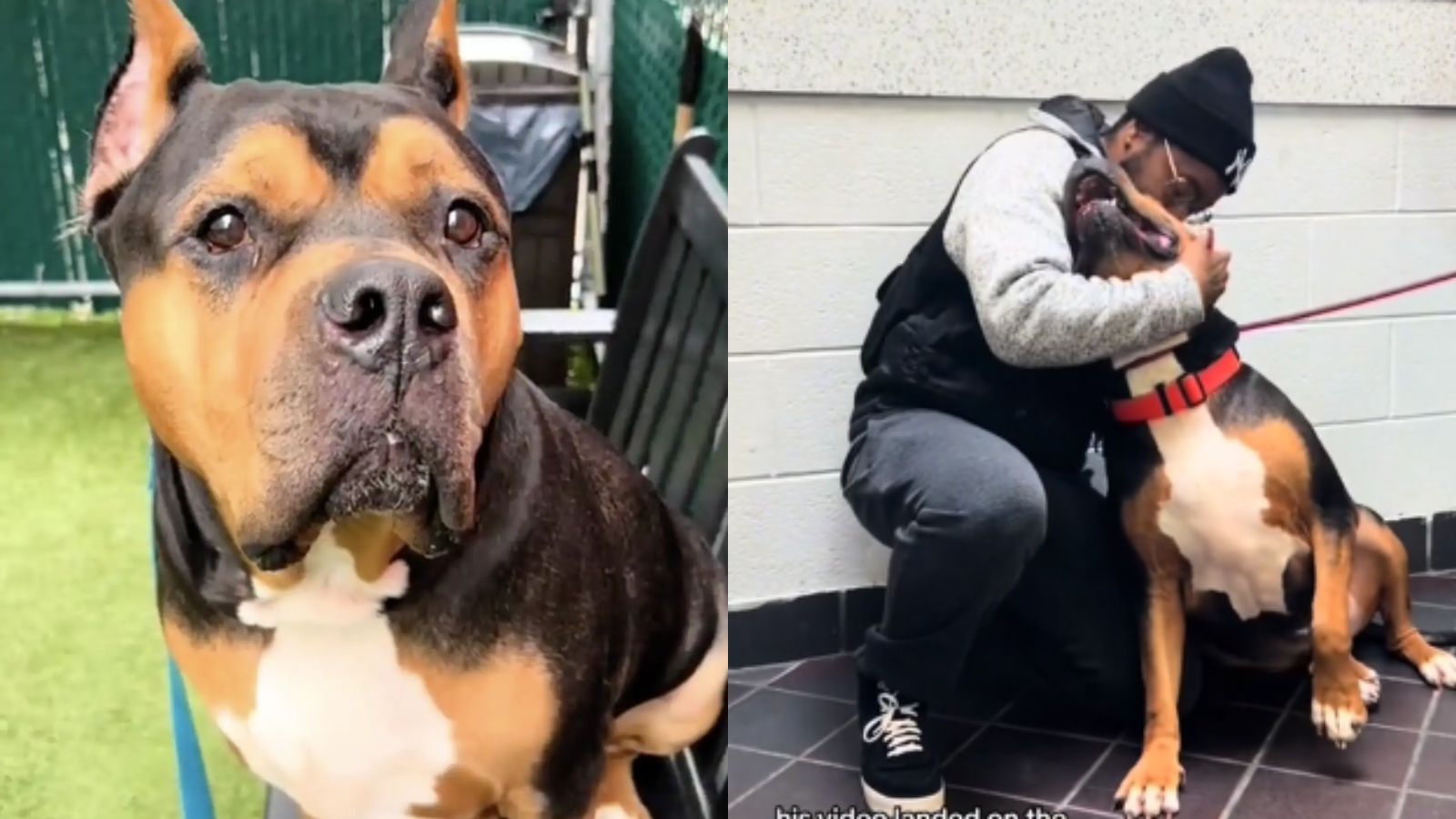 Cachorro perdido reencontra tutor em abrigo