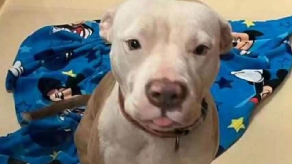 Foto: Humans and Animals United