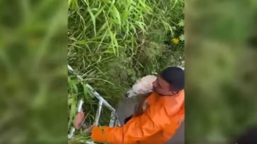 Homem resgatando cachorro de córrego