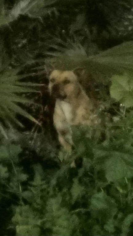 Cachorro pit bull abandonado não sai do lugar esperando sua família voltar