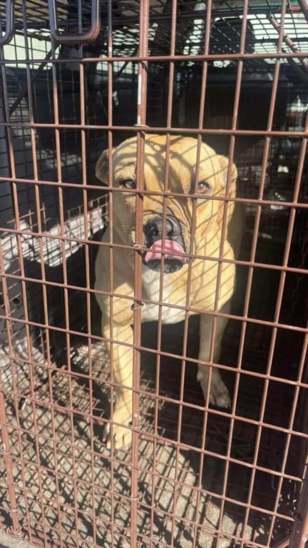 Cachorro pit bull abandonado não sai do lugar esperando sua família voltar