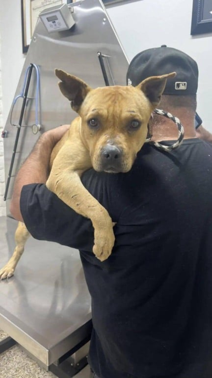 Cachorro pit bull abandonado não sai do lugar esperando sua família voltar