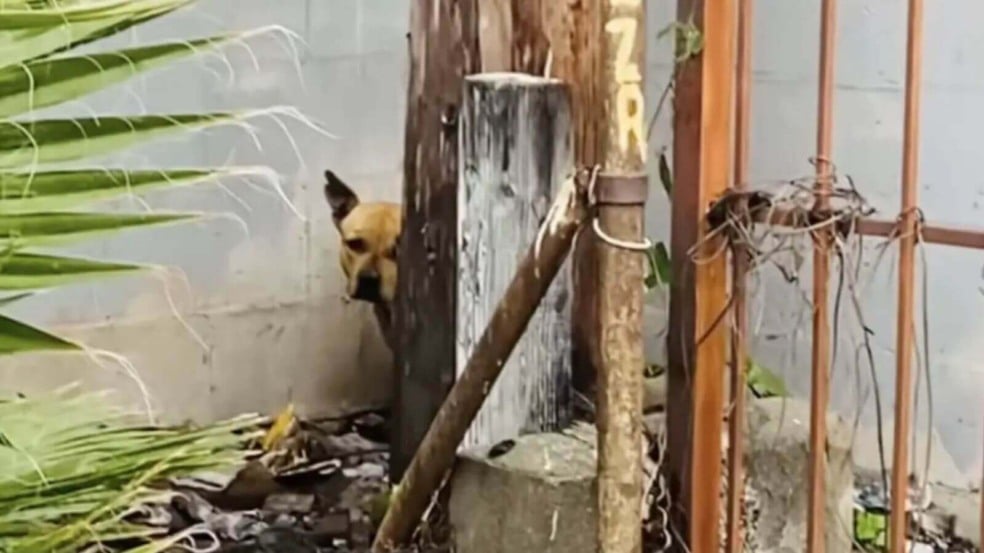 Cachorro pit bull abandonado não sai do lugar esperando sua família voltar