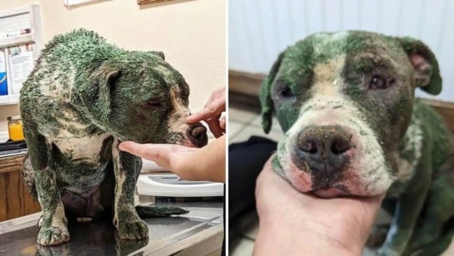 Foto: Reprodução/Facebook/Love Leo Rescue