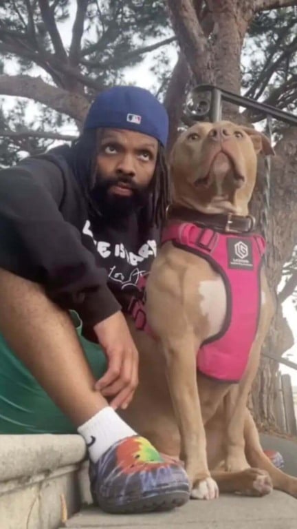 Cachorro pit bull sofre discriminação, mas encontra alegria em nova comunidade