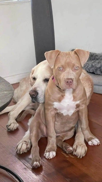 Cachorro pit bull sofre discriminação, mas encontra alegria em nova comunidade