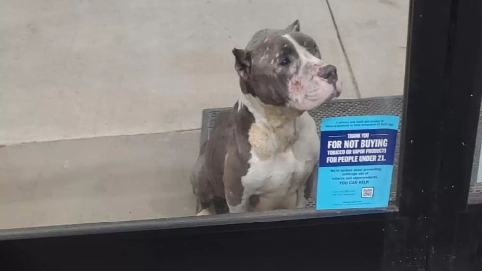 Cachorro pitbull pede socorro para seus filhotes abandonados em frente de loja