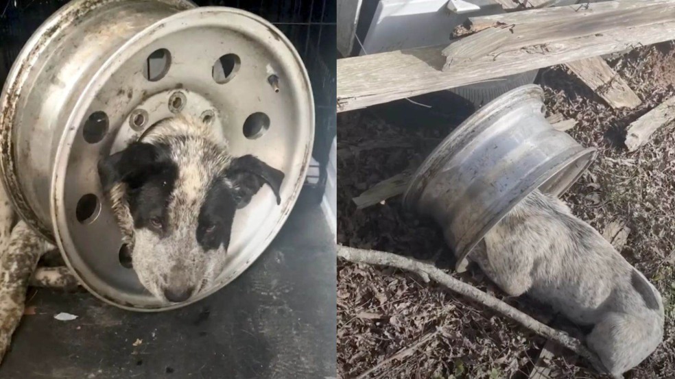 Pickles preso Pickles preso