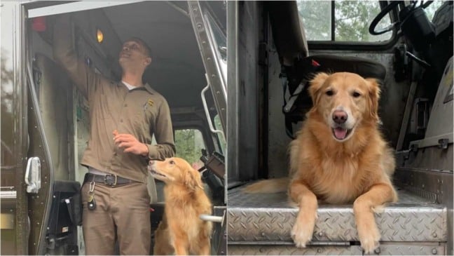 Cachorro com carteiro em van