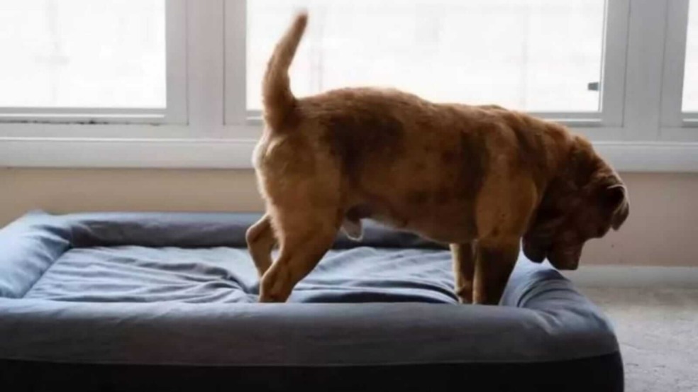 Cachorro em caminha cinza