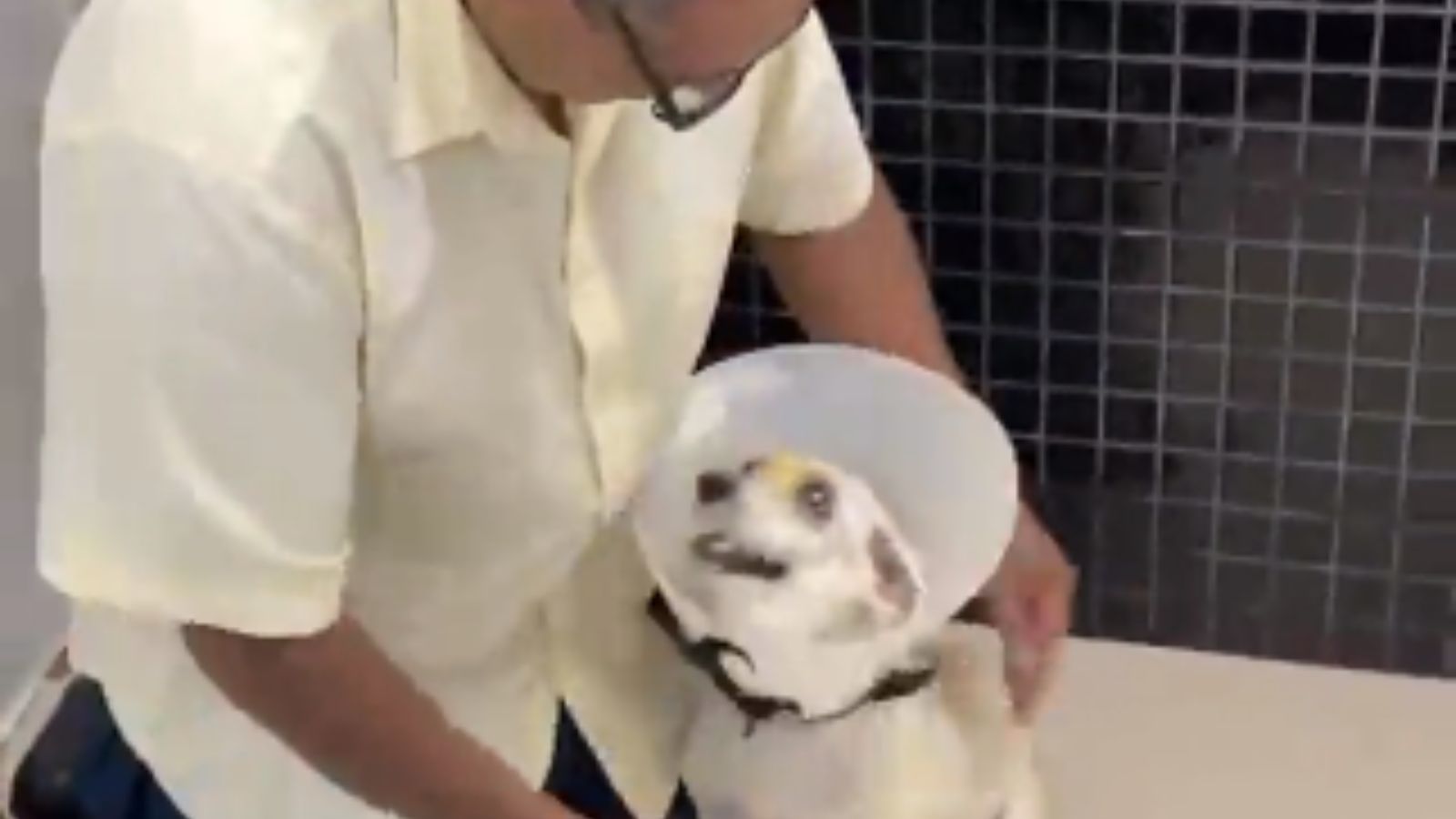 Cachorro vendo tutor