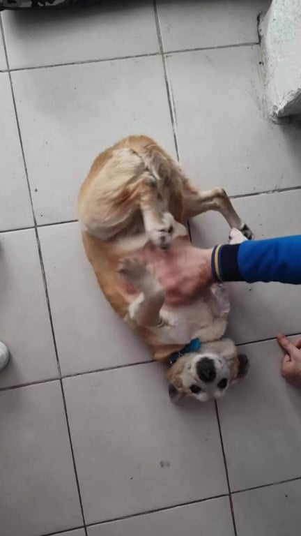Cachorro que ficou no abrigo por 11 anos não acredita que finalmente encontrou um lar