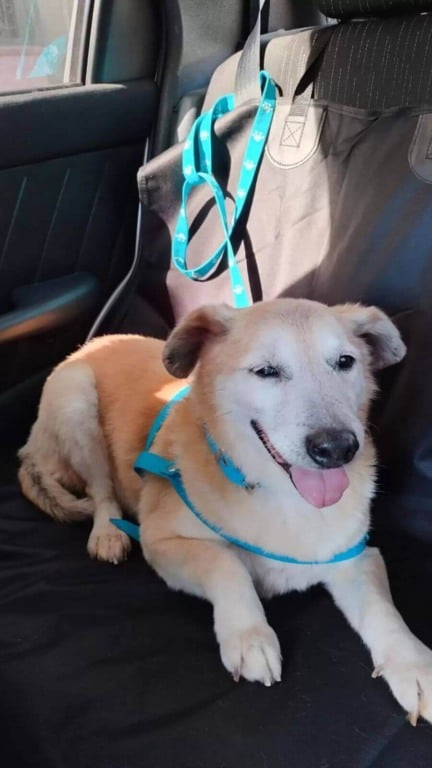 Cachorro que ficou no abrigo por 11 anos não acredita que finalmente encontrou um lar