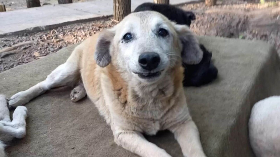 Cachorro que ficou no abrigo por 11 anos não acredita que finalmente encontrou um lar