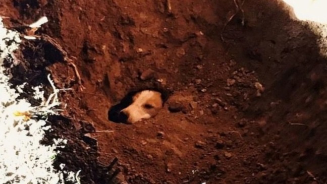 Cachorro preso em buraco