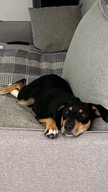 Cachorro que fugiu de clínica em Jundiaí é encontrado em rio após cinco dias