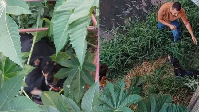 Cachorro que fugiu de clínica em Jundiaí é encontrado em rio após cinco dias