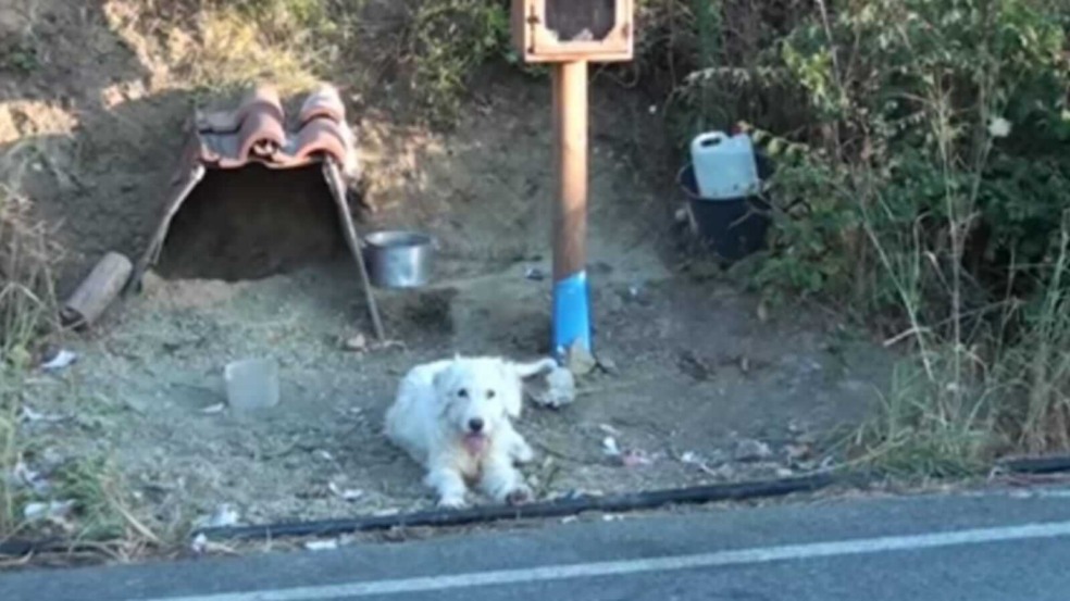 Cachorro deitado na beira da estrada Cachorro deitado na beira da estrada