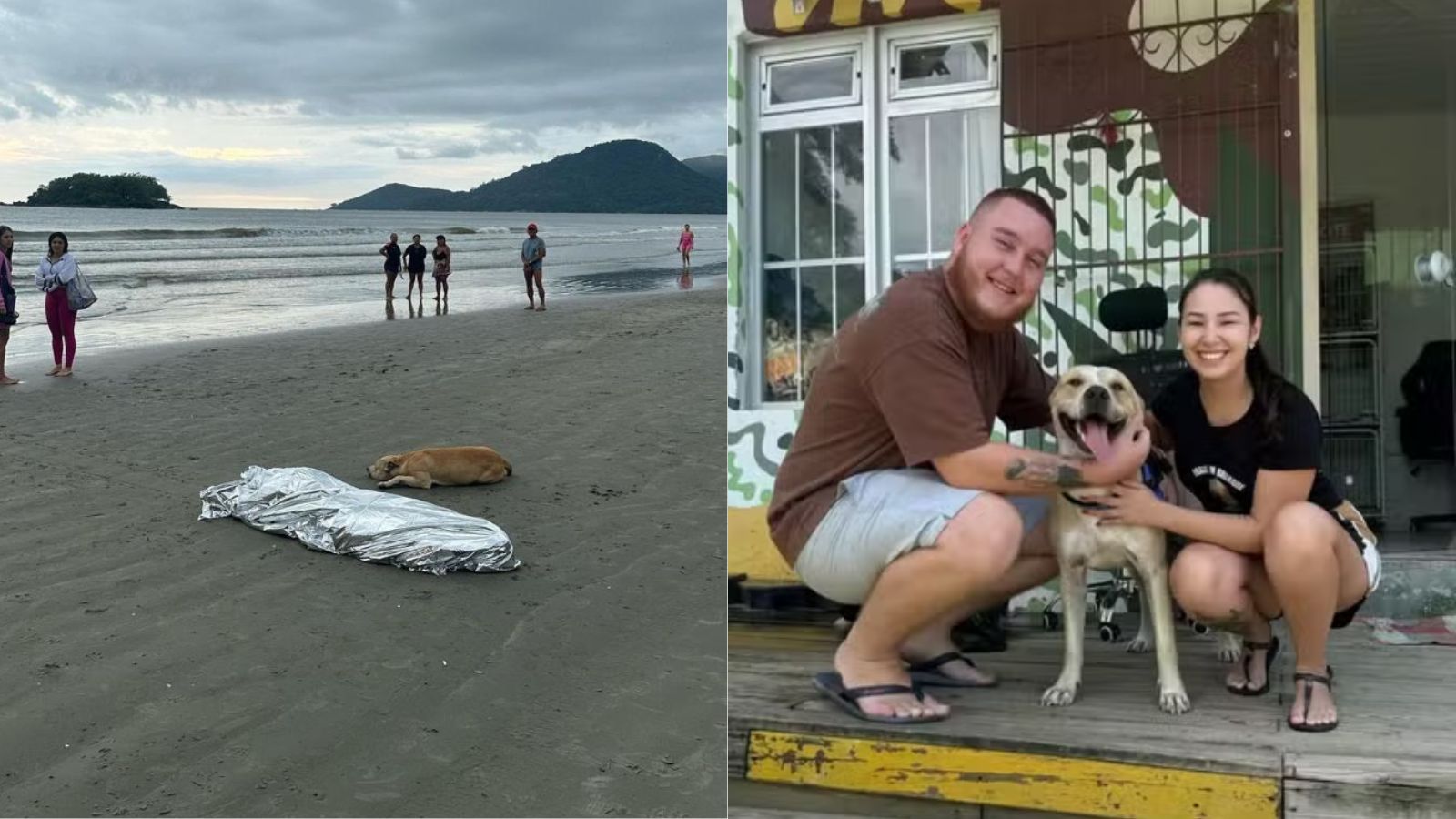 Cachorro que não saiu do lado de tutor morto em praia é adotado por casal