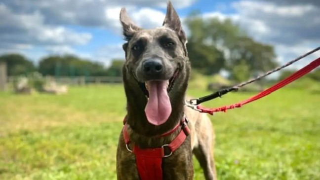 Foto: Reprodução/RSPCA/The Dodo