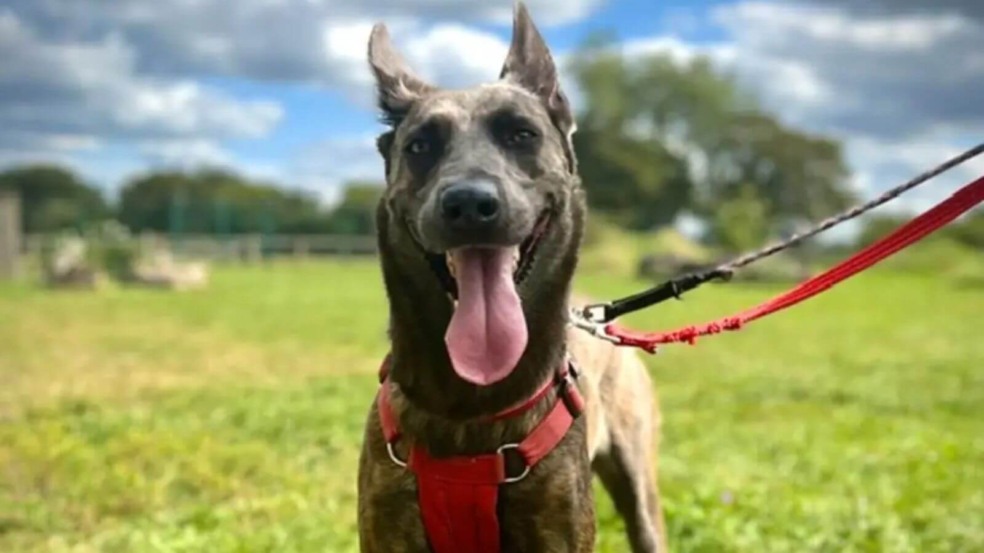 Foto: Reprodução/RSPCA/The Dodo