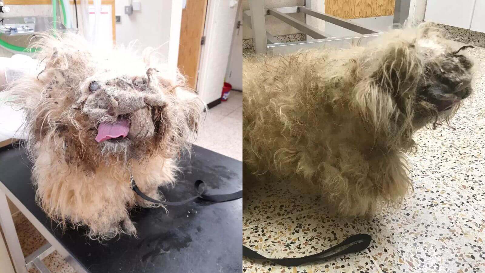 Cachorro que parecia uma 'pilha de trapos' passa por uma transformação incrível