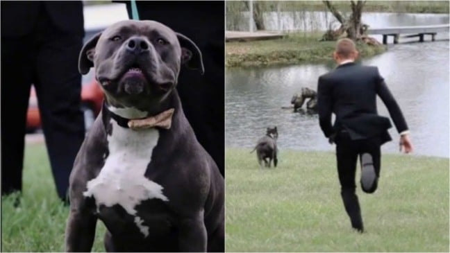 Cachorro fugindo de casamento
