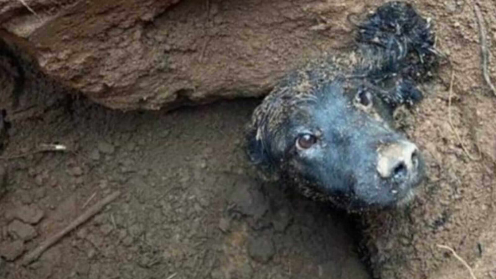 Cachorro preso em lama