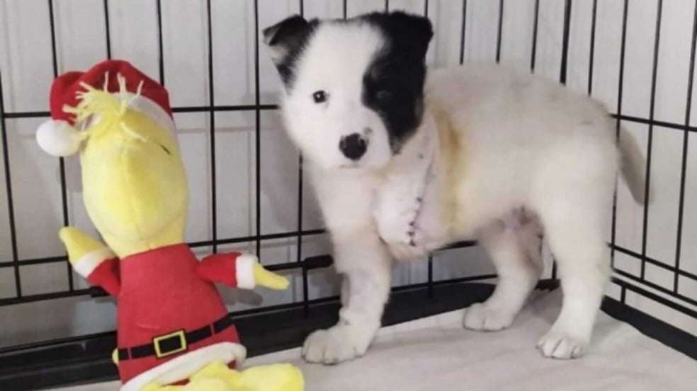 Cachorro com pata amputada