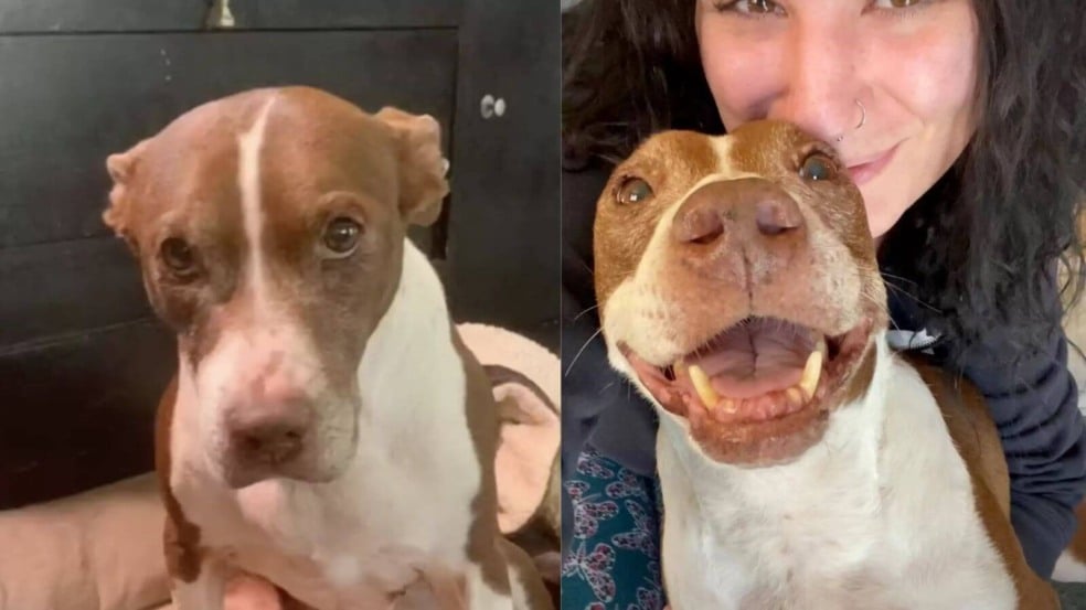 Cachorro triste e sorrindo