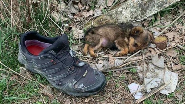 Cachorro deitado ao lado de sapato
