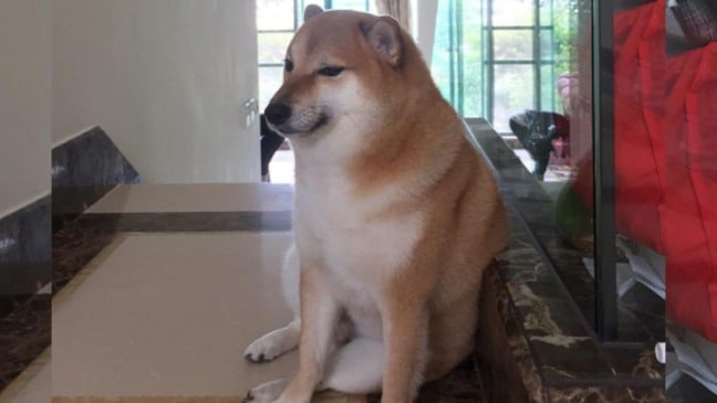 Cachorro que virou meme morre após lutar contra câncer por um ano