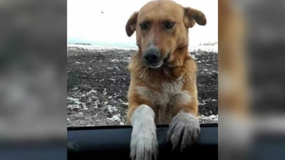 Cachorro apoiado na porta de carro