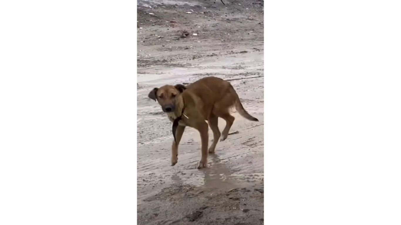 Cachorro que vivia em depósito de lixo é resgatado