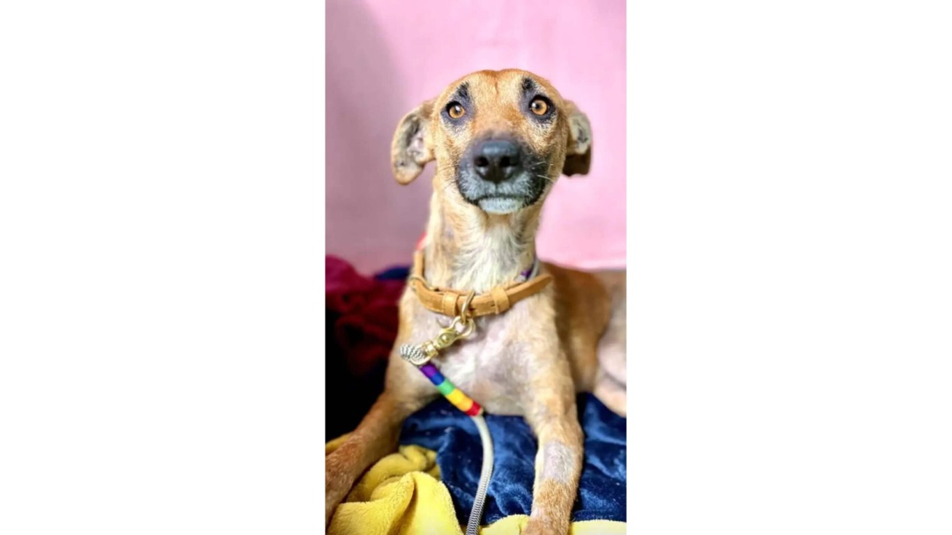 Cachorro que vivia em depósito de lixo é resgatado